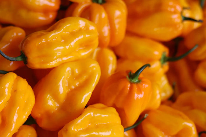 Sauce Martin Tonnerre force 8/12 piment Habanero jaune 100g